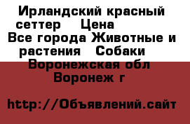 Ирландский красный сеттер. › Цена ­ 30 000 - Все города Животные и растения » Собаки   . Воронежская обл.,Воронеж г.